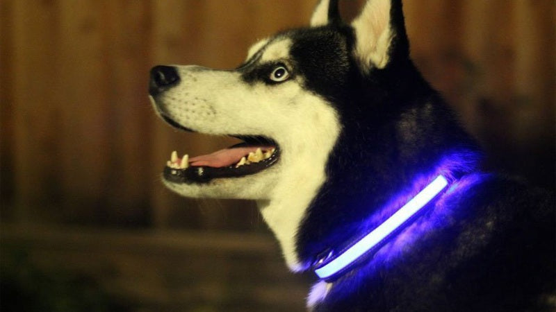 LED Light Up Dog Collar - Safe Night Walking & Visibility