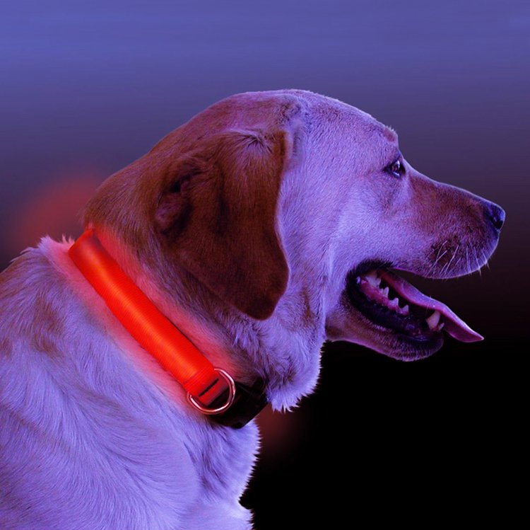 LED Light Up Dog Collar - Safe Night Walking & Visibility