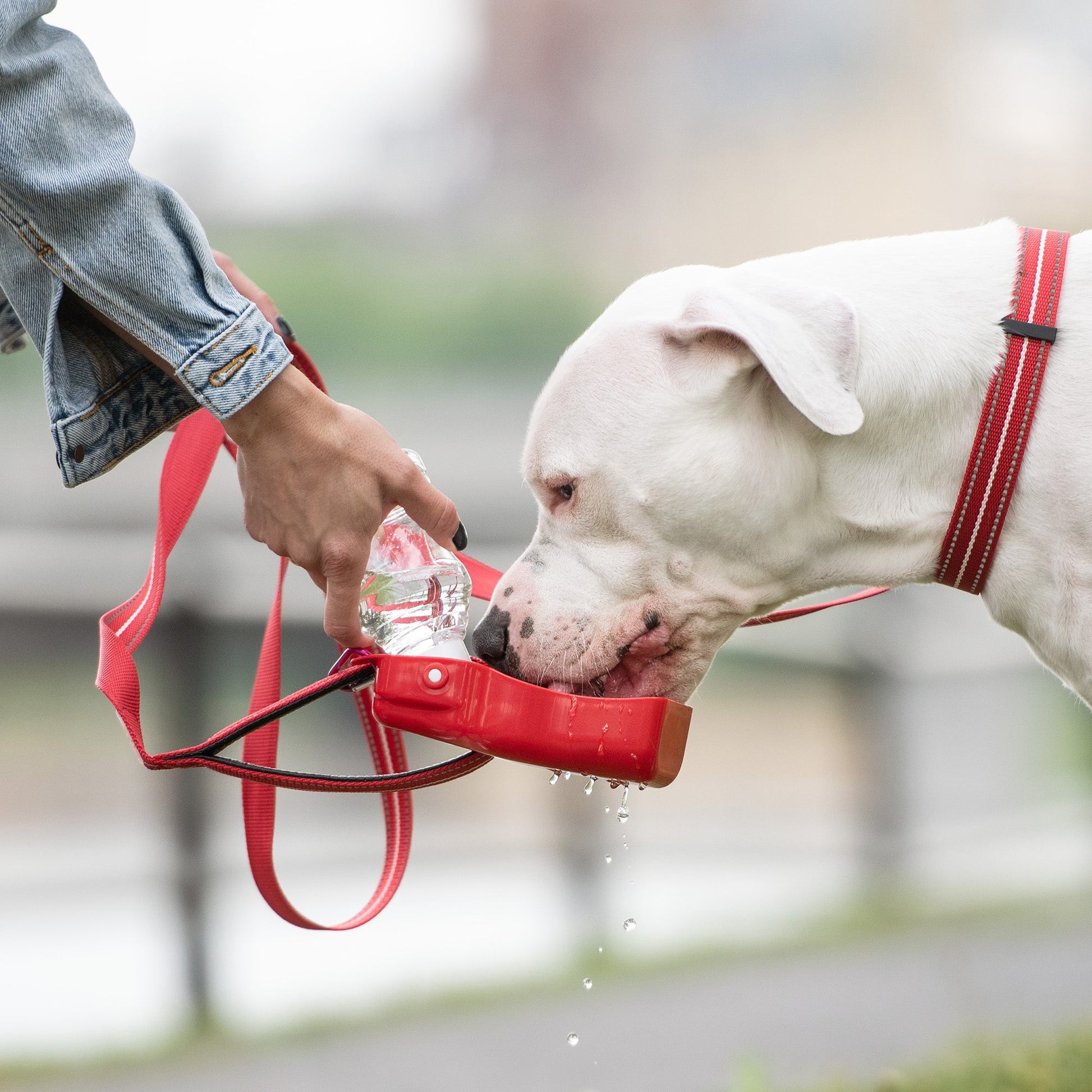 Water Bottle - GF PET with Foldout Bowl - Travel & Hiking