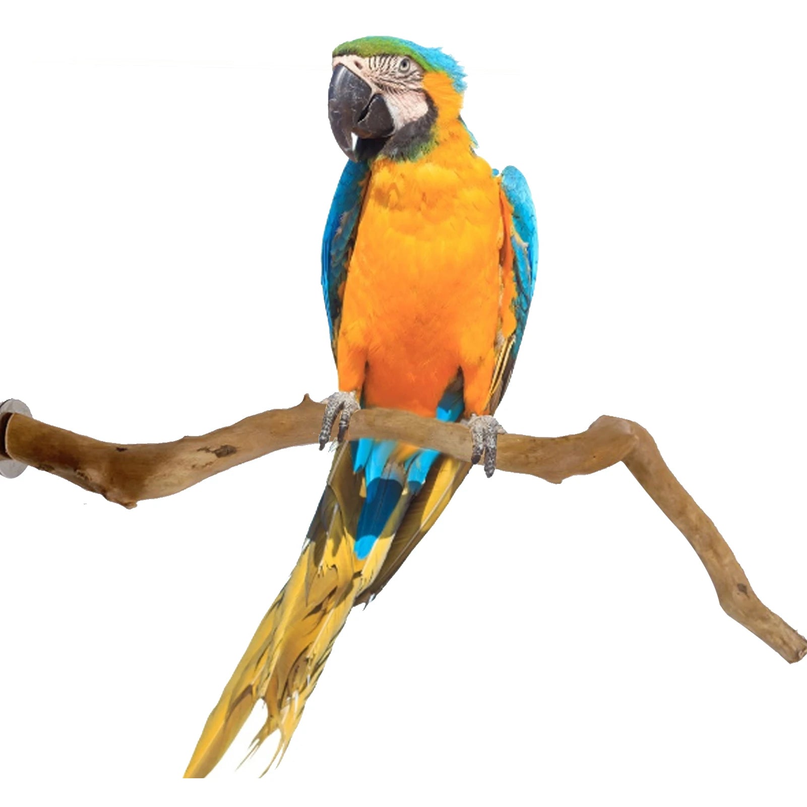 Bird Perch Pet Parrot Birds Standing Stick - Natural Wooden Birds Toys