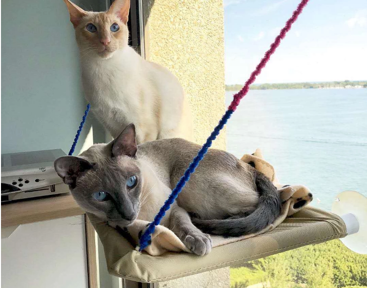 Cat Window Bed - Heavy-Duty Perch Hammock with Suction Cups